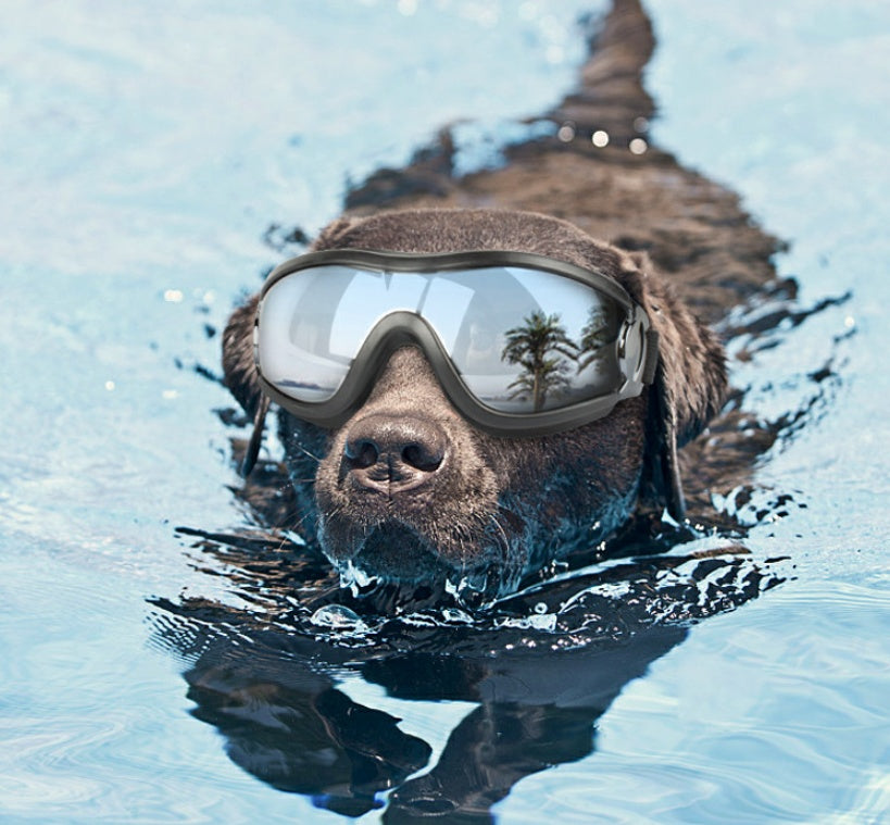 Dog Goggles – UV Protective Pet Glasses Waterproof & Windproof